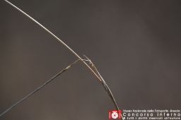 SergioCorbelli-Linee