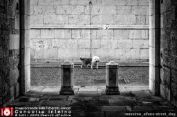 massimo_alfano-street_dog