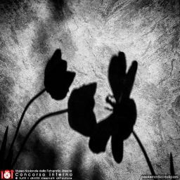 paolamedici-tulipani