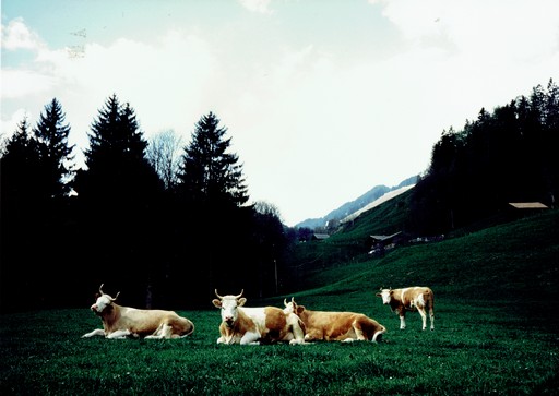 scansione 4