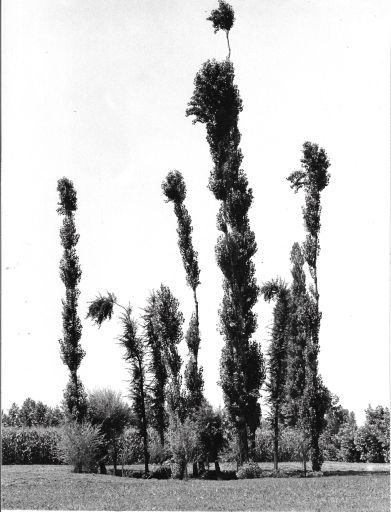 Pioppi al vento