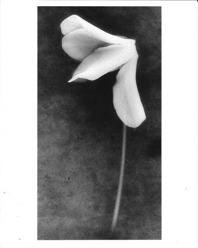 Dituri Frank