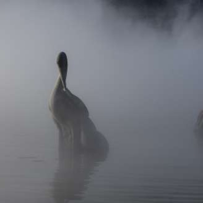 nebbia-le-vincitrici