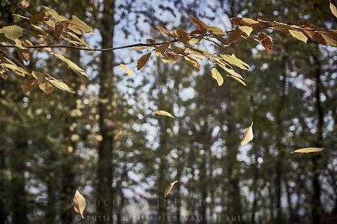 RinaldoBellini-autunno