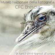 Anna_Ferrari-Emu