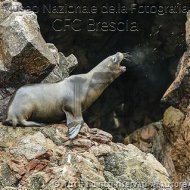 Lari-Isole-Ballestas-04592