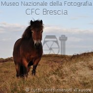 SilviaCella-Horse