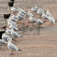 TarcisioPiccinelli-Tuttiinlinea