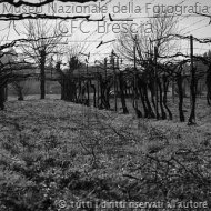 AndreaScarpari-PotaturaViti3