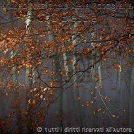 Armando-Ferrari_faggi_in_autunno