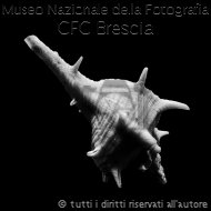 CesareBonetta-StillSeashell