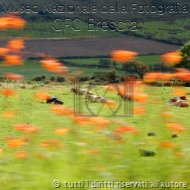 RosangelaVitale-PaesaggioIrlandese