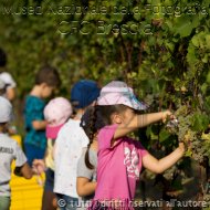 RossellaGiacomelli-Vendemmia